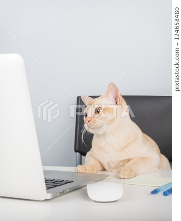 Burmese cat sitting near laptop on desk, work from home with pet concept 124658480