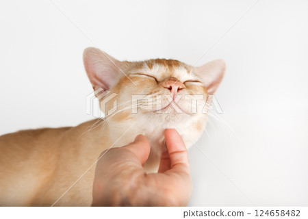 Close up of happy Burmese cat enjoying chin scratching by human hand isolated on white studio background. Close up of happy Burmese cat enjoying chin scratching by human hand isolated on white studio background. 124658482
