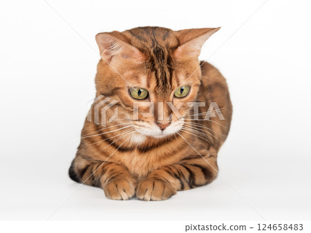 Bengal cat sitting isolated on white background, looking down sideways, studio portrait of pet for advertising. Bengal cat sitting isolated on white background, looking down sideways, studio portrait of pet for advertising. 124658483