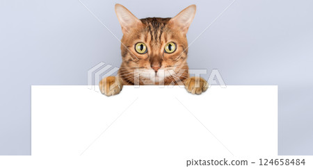 Curious Bengal cat peeking behind white banner, holding sheet on light purple background, copy space 124658484