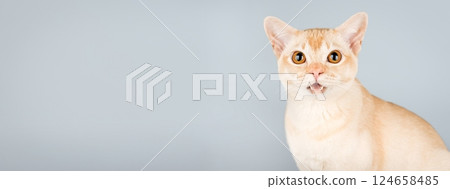 Surprised Burmese cat with open mouth on light blue background with space for text. 124658485