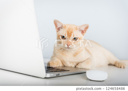 Burmese cat sitting near laptop on desk, work from home with pet concept Burmese cat sitting near laptop on desk, work from home with pet concept 124658486