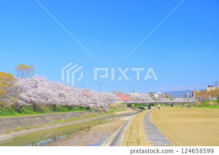 Cherry blossoms blooming along the Seto River in Seto City, Aichi Prefecture 124658599