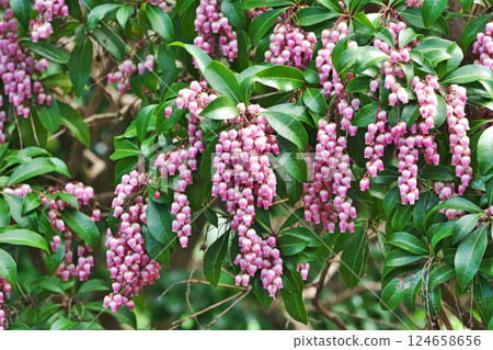 Pink Asebi flowers (spring, March) Pink Asebi flowers (spring, March) 124658656