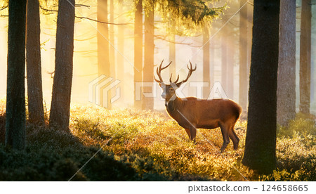 deer in the wild, a deer in a magical forest with golden light filtering through the trees, a deer surrounded by trees and golden light, capturing the beauty and tranquility of the forest 124658665
