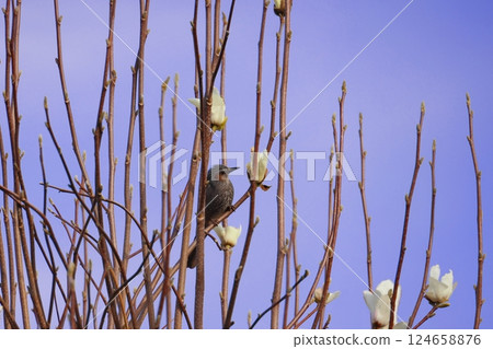 A bulbul perched on a tree 124658876