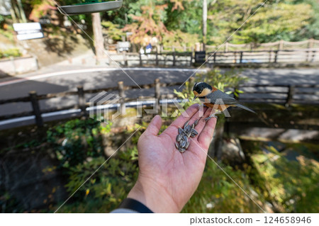 [Tokushima] Varied tit on the hand [Iya] 124658946
