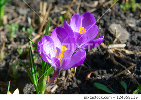 Large purple crocus flowers 124659119