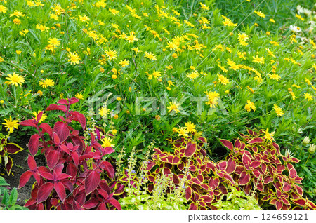 Bright flowerbed with yellow daisies and red geraniums. 124659121