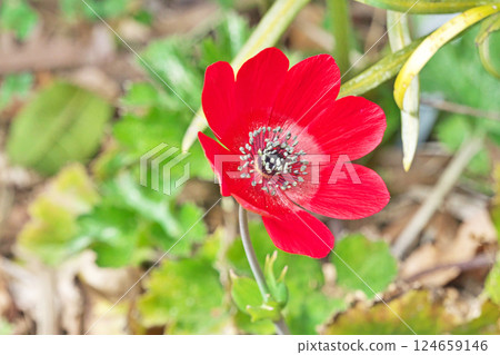 紅色銀蓮花（春季，三月） 124659146