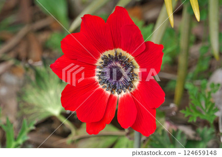 紅色銀蓮花（春季，三月） 124659148