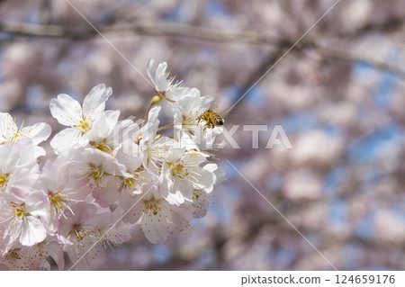 cherry blossoms and bees cherry blossoms and bees 124659176
