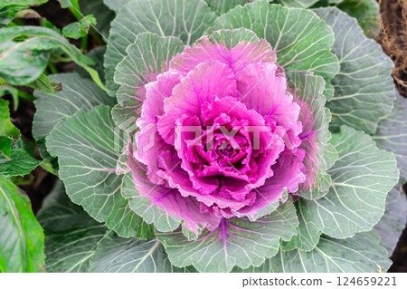 Beautiful fresh violet Cabbage plant leaves background 124659221
