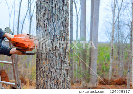 Worker uses chainsaw to cut down tree in forested area, surrounded by bare trees 124659517