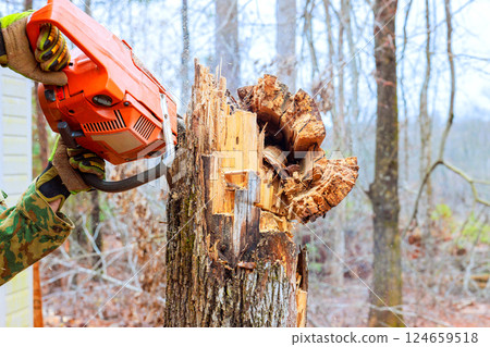 Worker utilizes chainsaw to cut through tree stump surrounded by sparse foliage in forest. 124659518