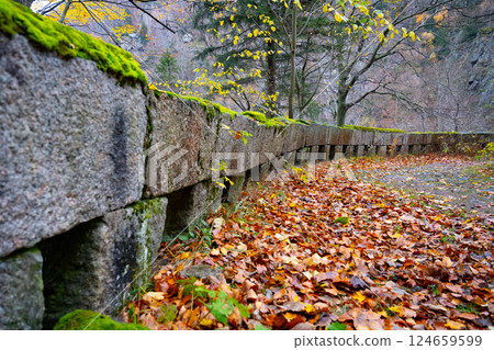 Stolpich Road in the Jizera Mountains features a winding path lined with stones, adorned with vibrant autumn leaves and surrounded by trees with colorful foliage. 124659599