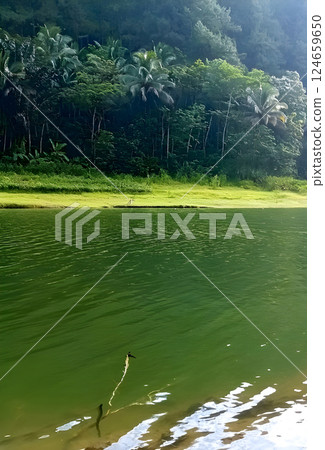 Lake view in the forest 124659650