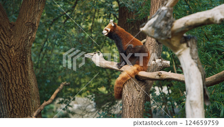 Red Panda Sits On Tree Combing Itself. Ailurus Fulgens Or Lesser Panda Is Small Mammal Native To The Eastern Himalayas And Southwestern China. Red Pandas Are Also Symbol Of Goodness And Good Fortune 124659759
