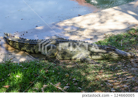 The crocodile rest on the garden The crocodile rest on the garden 124660005
