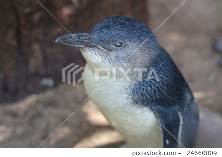 The Fairy penguin or blue penguin is so cute and local animal in phillip island,Australia The Fairy penguin or blue penguin is so cute and local animal in phillip island,Australia 124660009