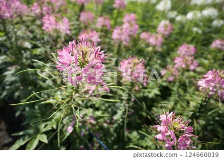 spider flower, Cleome pink flower spider flower, Cleome pink flower 124660019