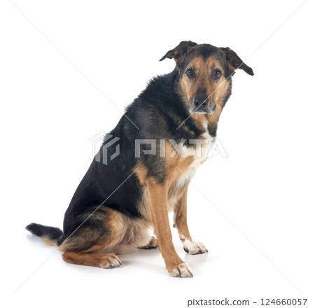 german shepherd mix breed 124660057