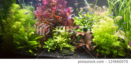 photo of planted tank photo of planted tank 124660078