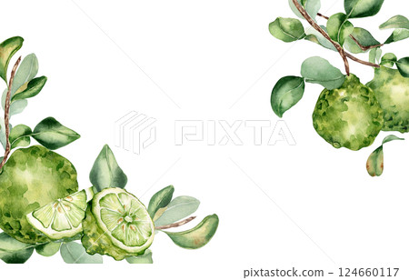 Bergamot tree branch and citrus fruits watercolor corner border on isolated background. Fresh summer drawing with sliced citrus lime, leaves for packaging aroma product. Foliage bergamot plant frame. 124660117