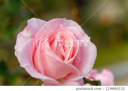 粉紅玫瑰被柔和的燈光包裹著 124660132