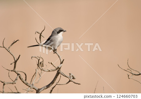 Great grey shrike. 124660703