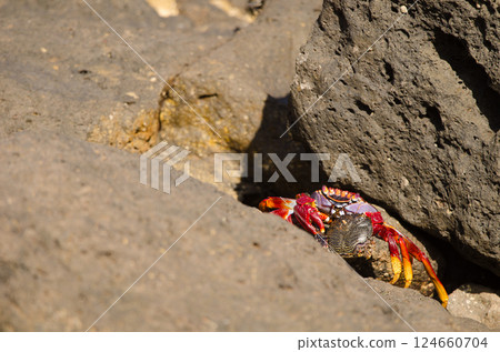 Crab with the remains of another specimen. Crab with the remains of another specimen. 124660704