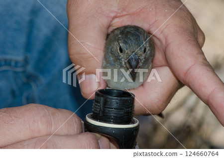Giving water to a Gran Canaria blue chaffinch. 124660764