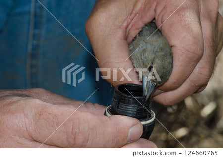 Giving water to a Gran Canaria blue chaffinch. 124660765