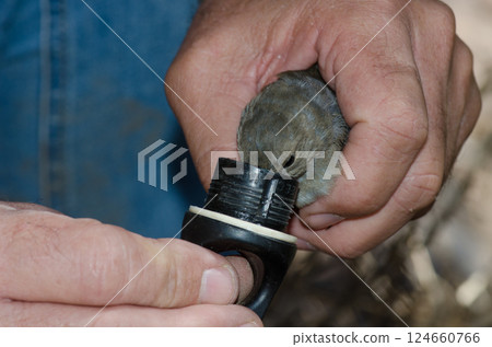 Giving water to a Gran Canaria blue chaffinch. Giving water to a Gran Canaria blue chaffinch. 124660766