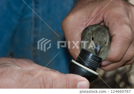 Giving water to a Gran Canaria blue chaffinch. 124660767
