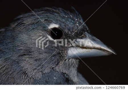 Gran Canaria blue chaffinch. 124660769