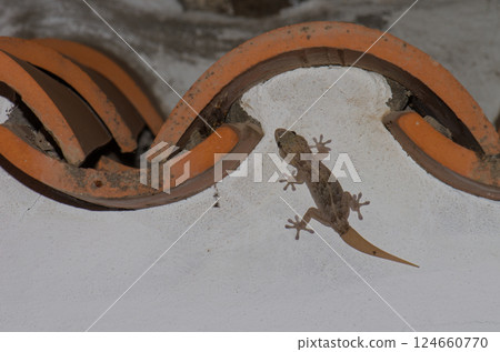 Boettger's wall gecko. Boettger's wall gecko. 124660770