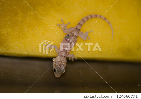 Boettger's wall gecko. 124660771