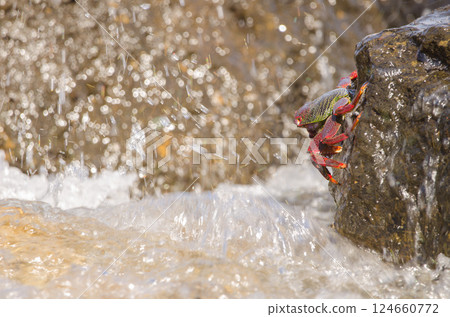 Crab Grapsus adscensionis. Crab Grapsus adscensionis. 124660772