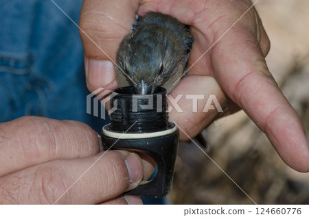 Giving water to a Gran Canaria blue chaffinch. Giving water to a Gran Canaria blue chaffinch. 124660776