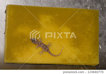 Boettger's wall gecko. Boettger's wall gecko. 124660778