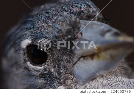 Gran Canaria blue chaffinch. Gran Canaria blue chaffinch. 124660786