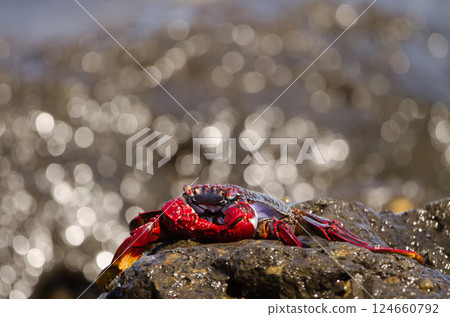Crab Grapsus adscensionis. Crab Grapsus adscensionis. 124660792