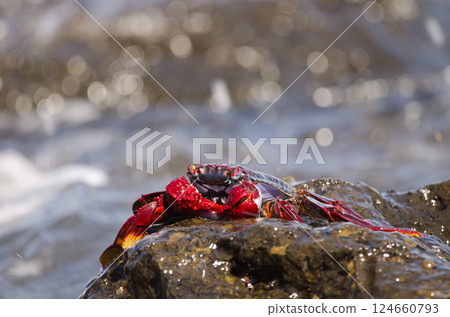 Crab Grapsus adscensionis. Crab Grapsus adscensionis. 124660793