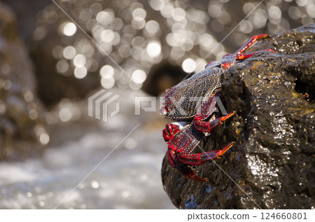 Crab Grapsus adscensionis. Crab Grapsus adscensionis. 124660801