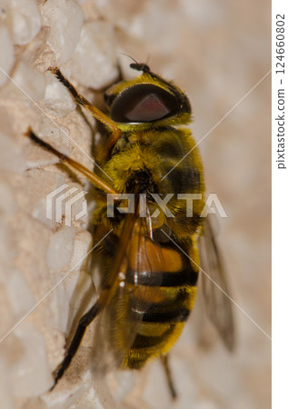 Common drone fly. Common drone fly. 124660802