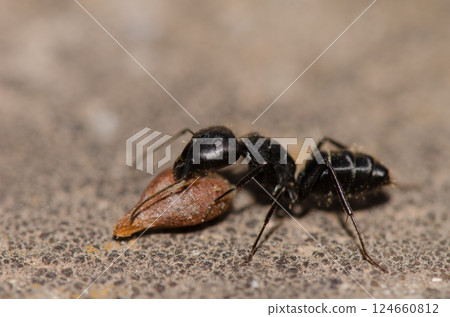 Ant Camponotus feae with a seed. Ant Camponotus feae with a seed. 124660812