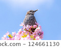 Kawazu cherry blossoms and bulbuls 124661130