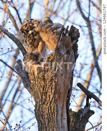 Great Horned Owl mother and baby perched on a tree trunk in the forest eating their lunch, Montreal, Canada  124661747