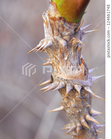 Tarax thorn 124661748